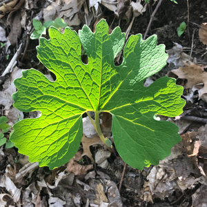 Photo By: Stephen M. Young. Photo taken: Ulster County, NY on 9 May 2018